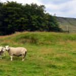 DSC_0006 (2)